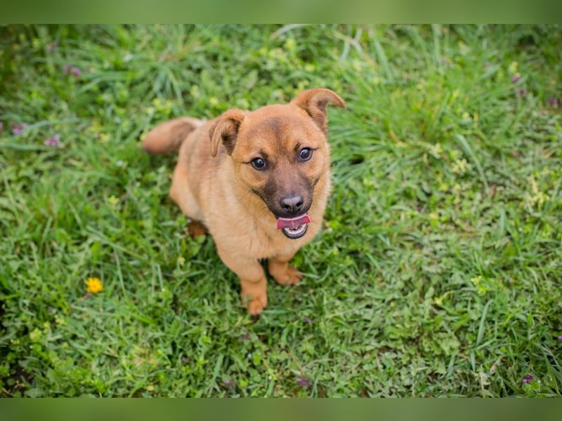 Raffi: Hundekind sucht ein Zuhause