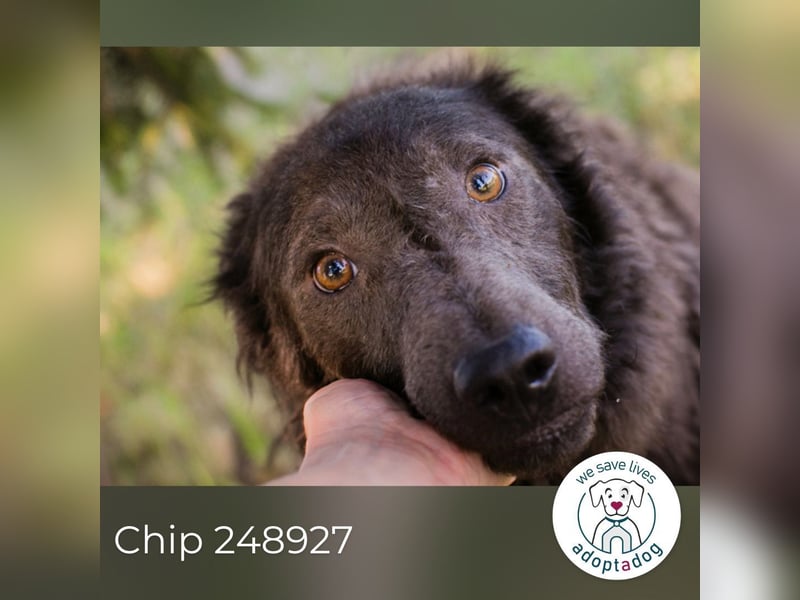 Chip 248927: sucht ein Zuhause