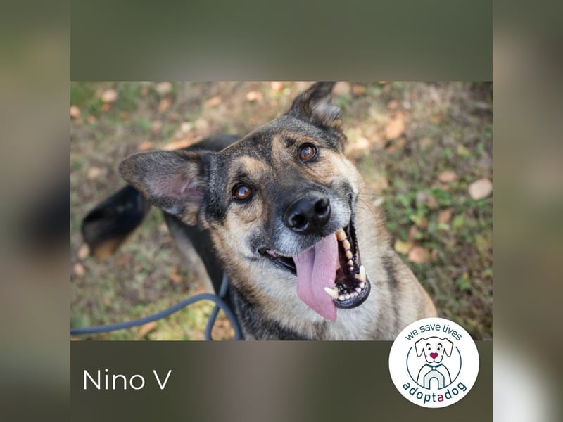 Nino V.: Sportskanone sucht Zuhause