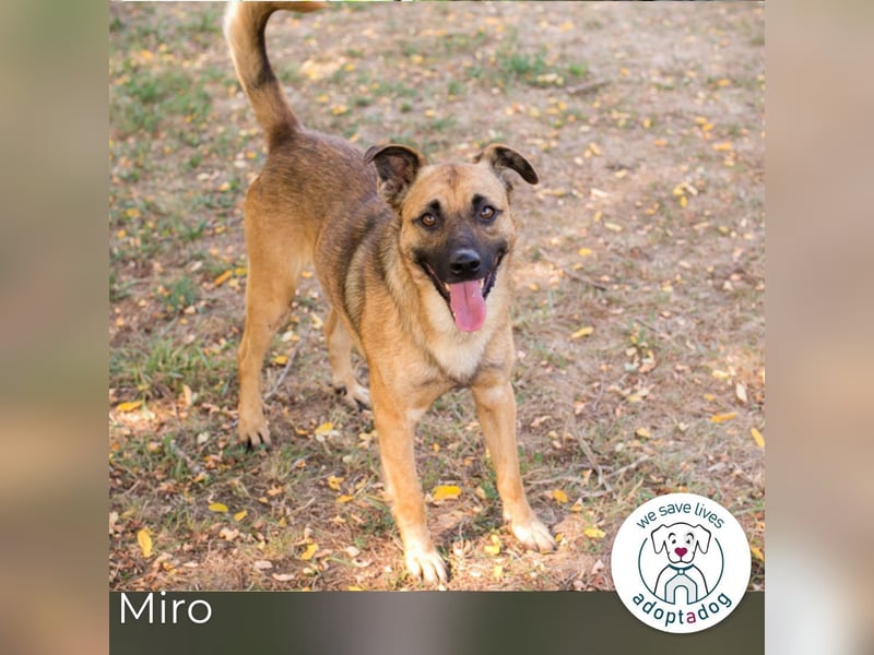 Miro: Entdecker mit Herz