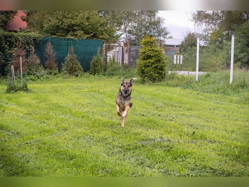 Nino V.: Sportskanone sucht Zuhause
