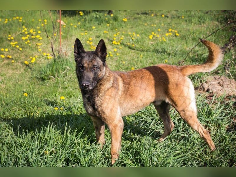 Olli: Liebenswertes Herz auf vier Pfoten