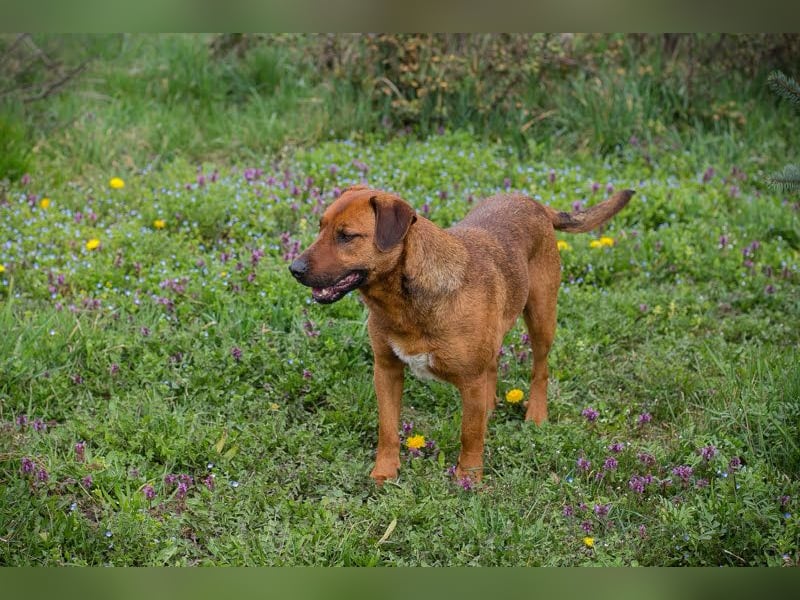 Rusty wartet auf seine Menschen