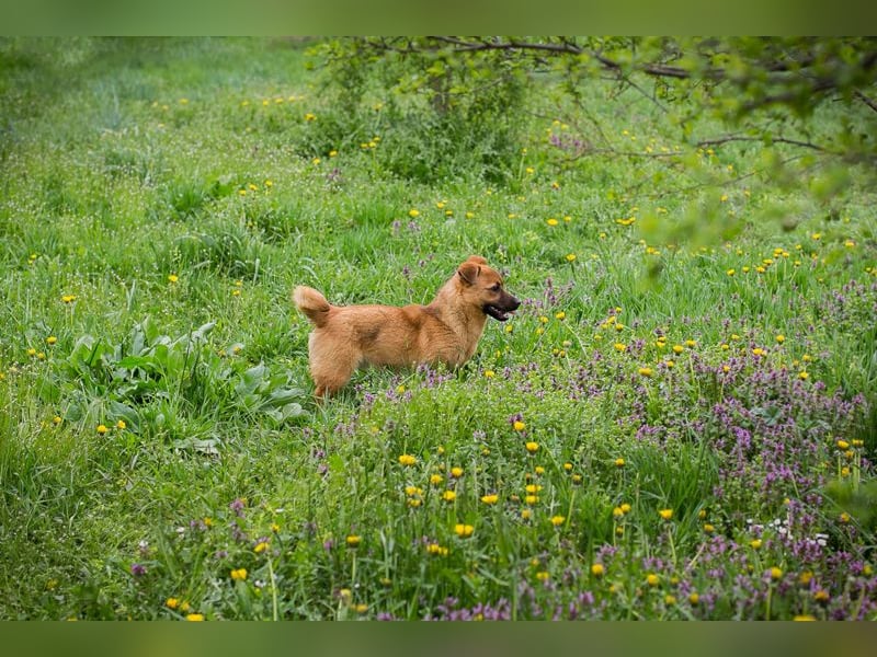Raffi: Hundekind sucht ein Zuhause