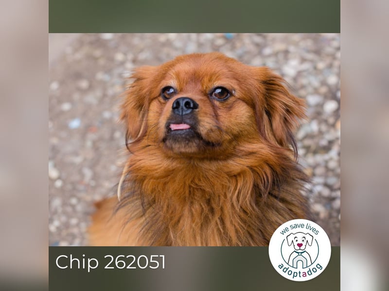 Chip 262051: Sucht ein Zuhause