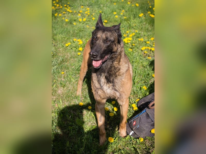 Olli: Liebenswertes Herz auf vier Pfoten