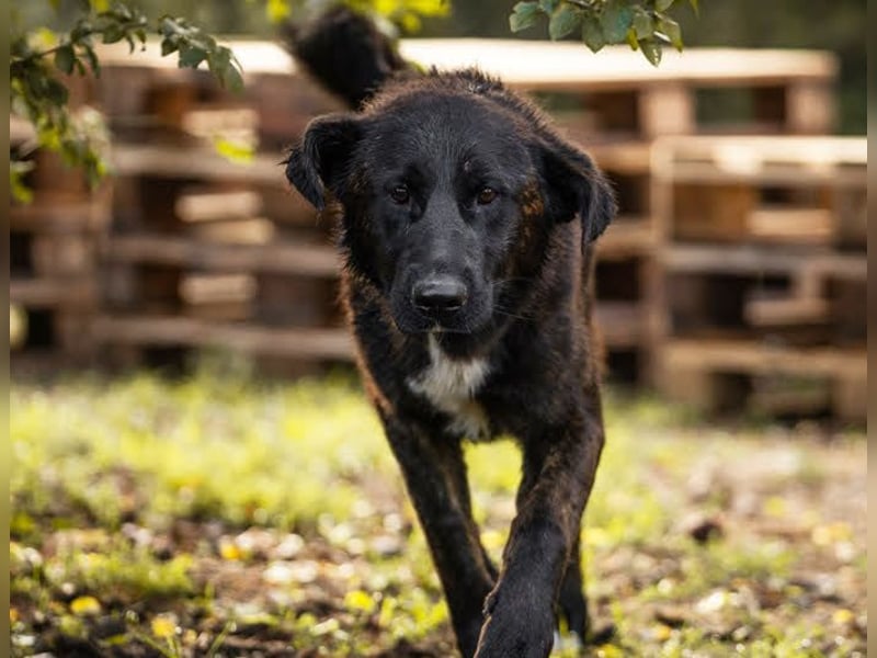 Mateo: sucht Geborgenheit