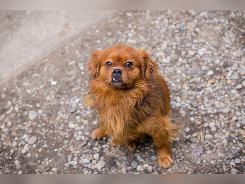 Chip 262051: Sucht ein Zuhause