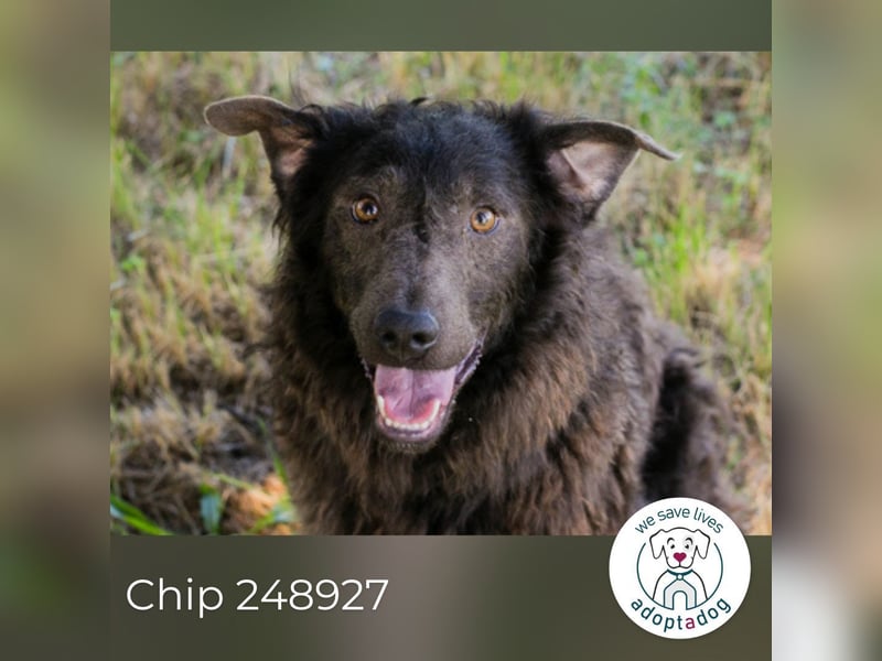 Chip 248927: sucht ein Zuhause
