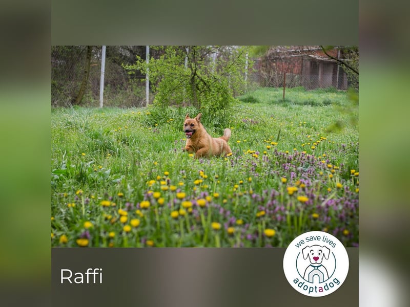 Raffi: Hundekind sucht ein Zuhause