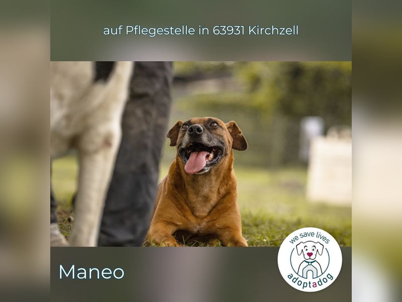 Maneo: ein sanfter Herzenshund in 63931 Kirchzell