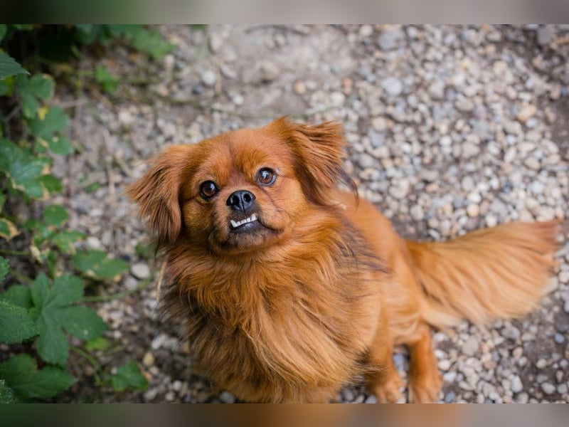 Chip 262051: Sucht ein Zuhause