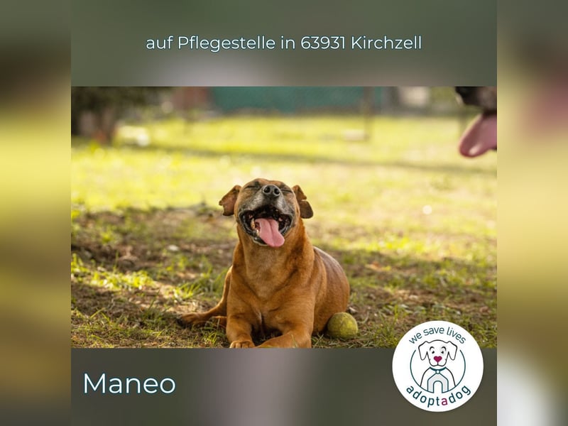 Maneo: ein sanfter Herzenshund in 63931 Kirchzell
