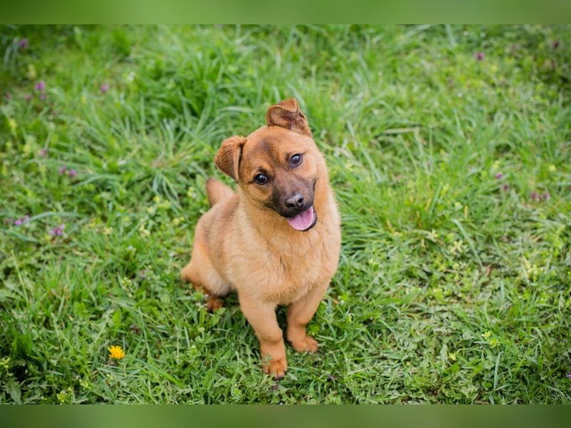 Raffi: Hundekind sucht ein Zuhause