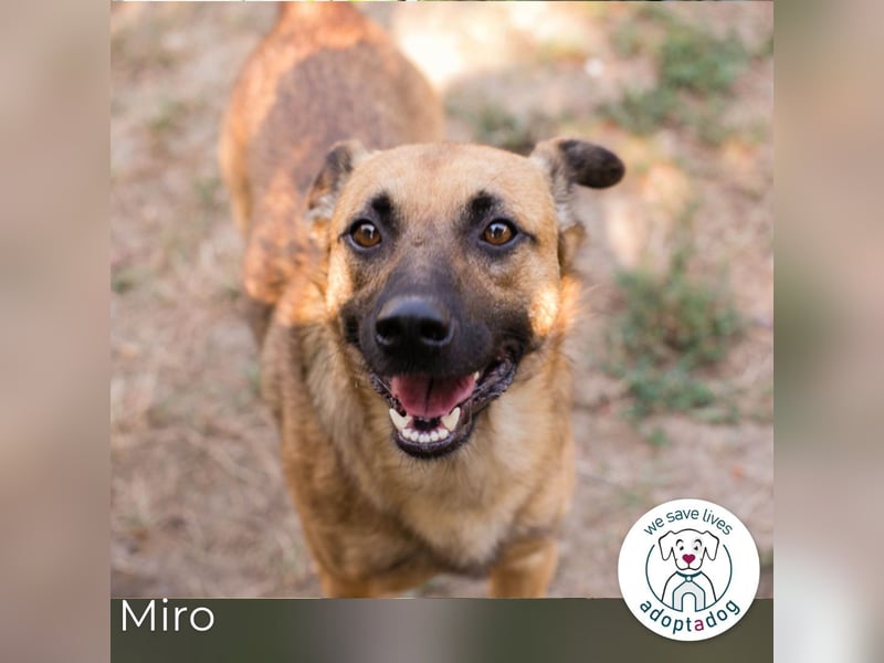 Miro: Entdecker mit Herz