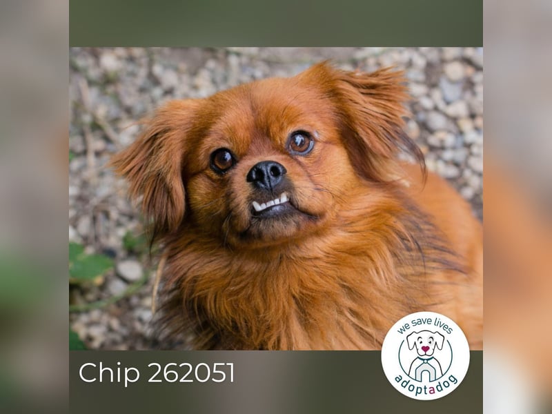 Chip 262051: Sucht ein Zuhause