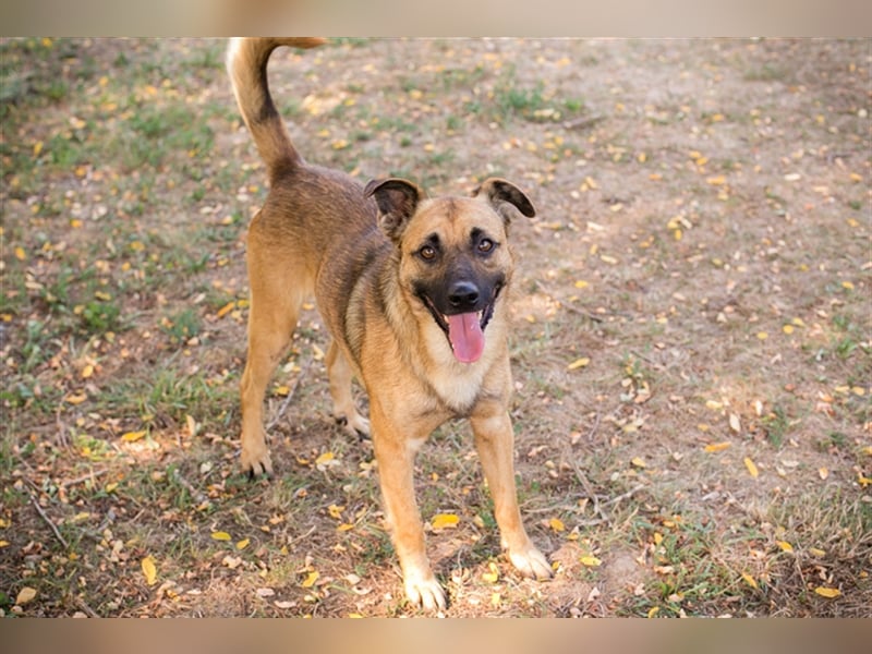 Chip 224520: Sucht ein Zuhause
