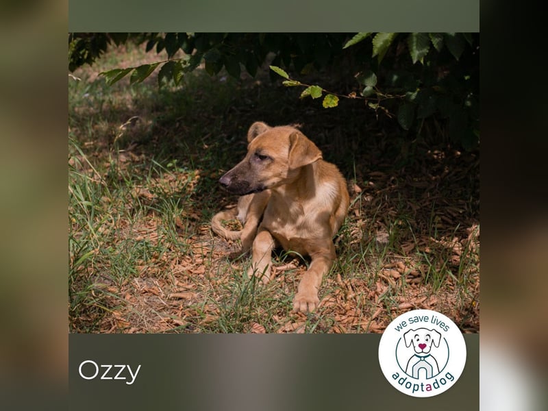 Ozzy: Sanfte Seele mit Schlappohren