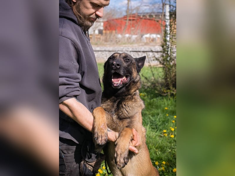 Olli: Liebenswertes Herz auf vier Pfoten