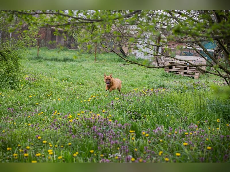 Raffi: Hundekind sucht ein Zuhause