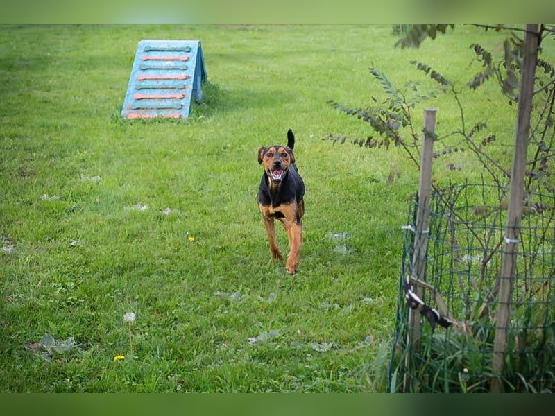 Rico – Findet der kleine Sausewind bei dir seinen Platz? 