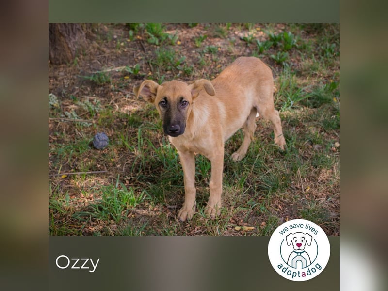 Ozzy: Sanfte Seele mit Schlappohren