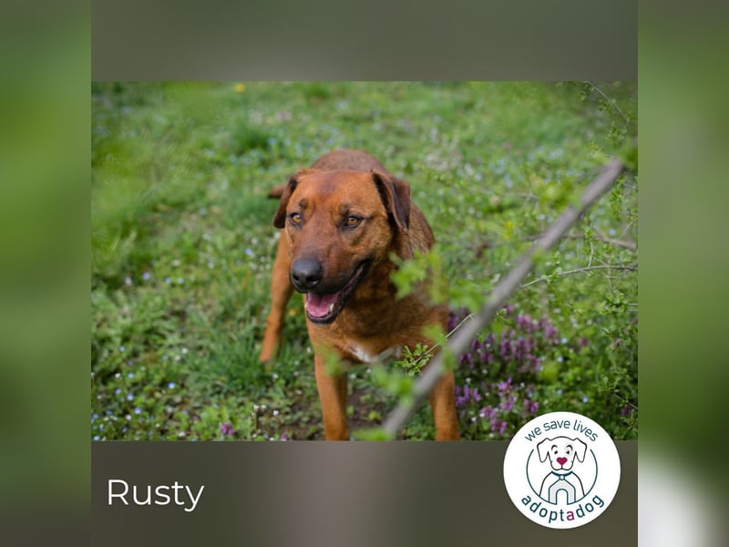 Rusty wartet auf seine Menschen