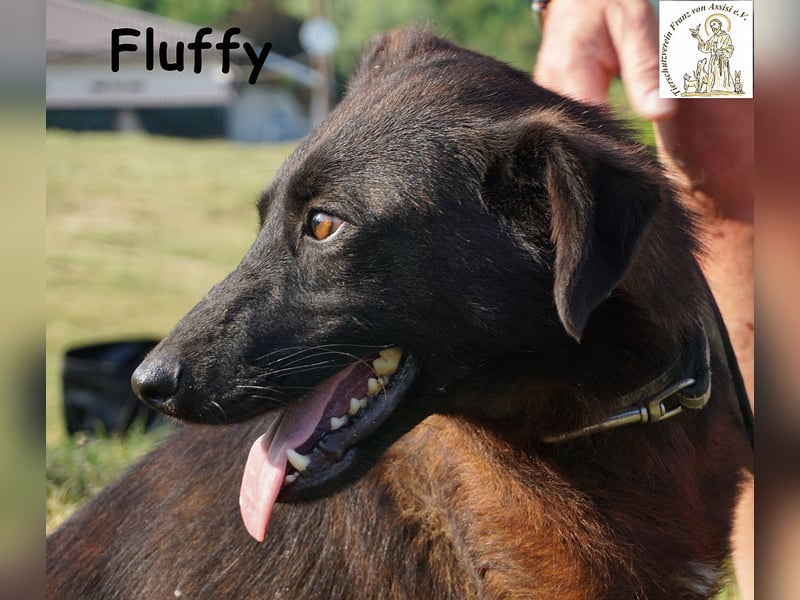 Fluffy – ein bisschen Wirbel und ganz viel Liebe