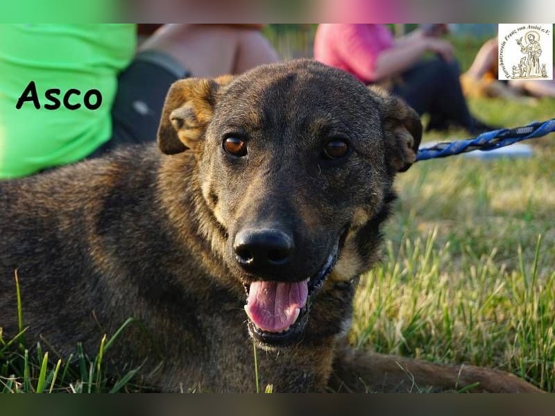 Asco – Vier Pfoten und ein Traum – ein Zuhause!