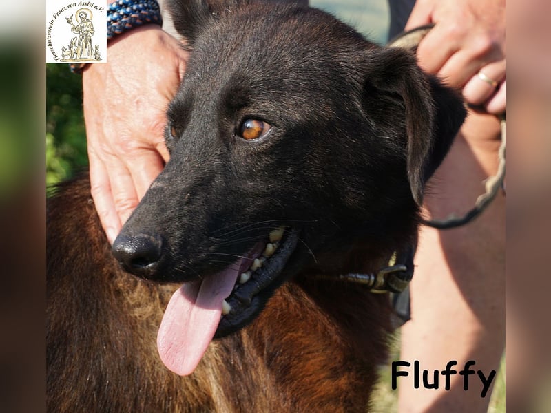 Fluffy – ein bisschen Wirbel und ganz viel Liebe