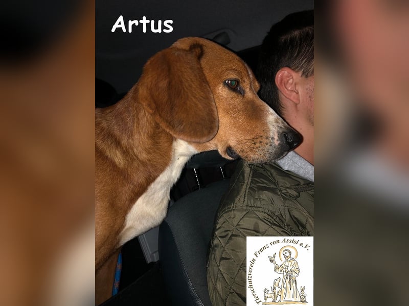 Artus - cooler, hübscher Rüde hält Ausschau nach seinen Menschen