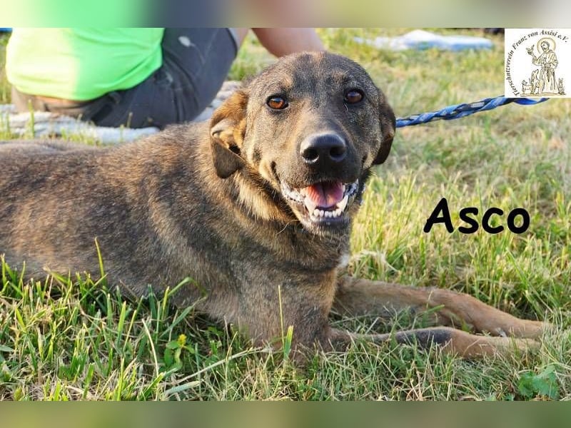 Asco – Vier Pfoten und ein Traum – ein Zuhause!