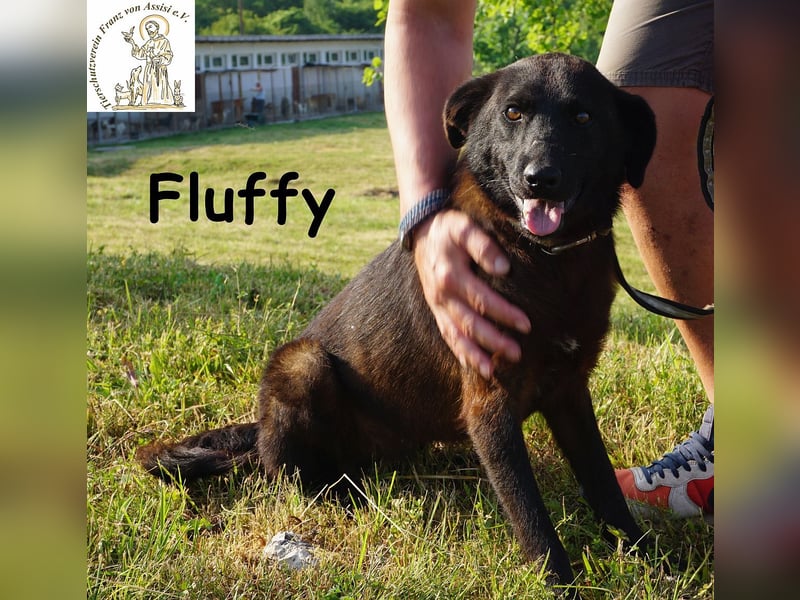 Fluffy – ein bisschen Wirbel und ganz viel Liebe