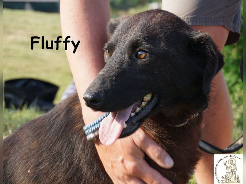 Fluffy – ein bisschen Wirbel und ganz viel Liebe