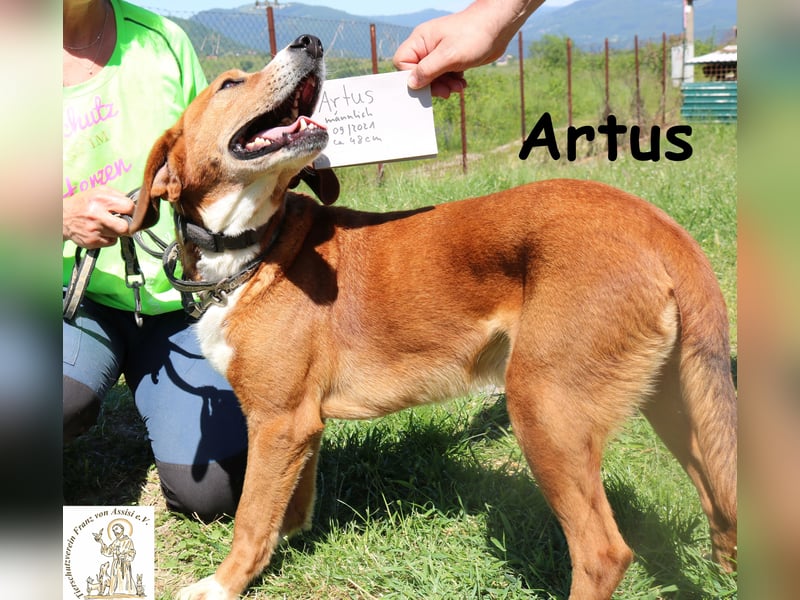 Artus - cooler, hübscher Rüde hält Ausschau nach seinen Menschen