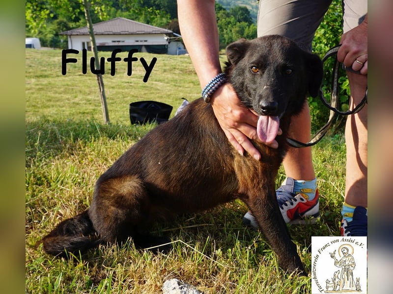 Fluffy – ein bisschen Wirbel und ganz viel Liebe