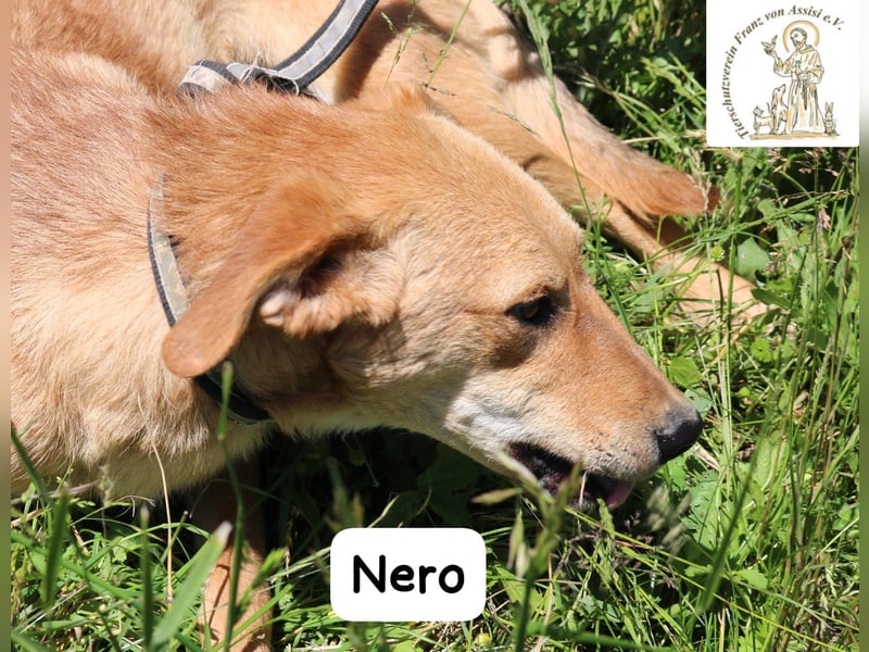 Nero – Klein genug zum Kuscheln, groß genug fürs Abenteuer!