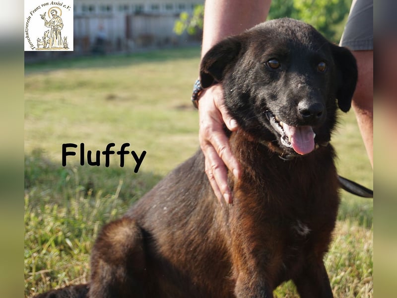 Fluffy – ein bisschen Wirbel und ganz viel Liebe