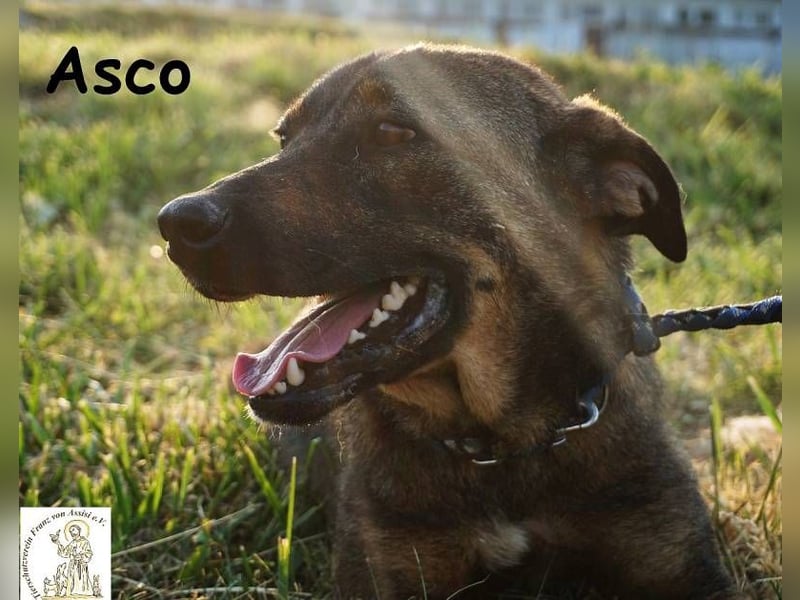 Asco – Vier Pfoten und ein Traum – ein Zuhause!