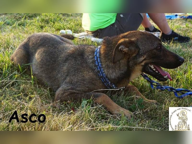 Asco – Vier Pfoten und ein Traum – ein Zuhause!