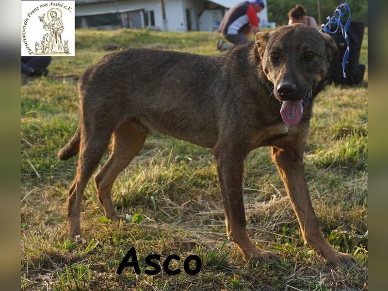Asco – Vier Pfoten und ein Traum – ein Zuhause!