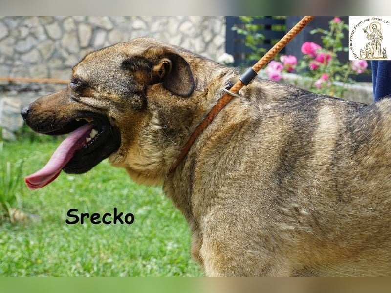 Srecko – Energiebündel mit Herz und Schalk im Nacken!