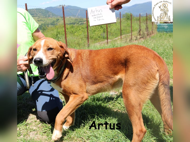 Artus - cooler, hübscher Rüde hält Ausschau nach seinen Menschen