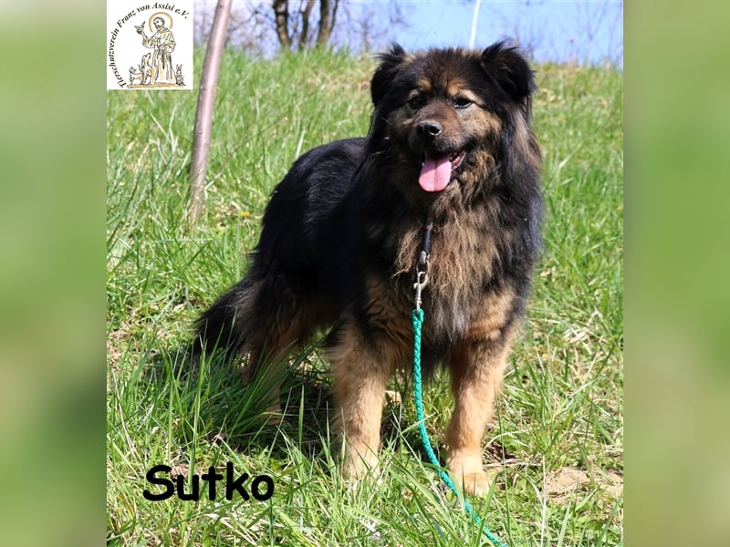 Sutko - kuscheliger vorsichtiger Schatz