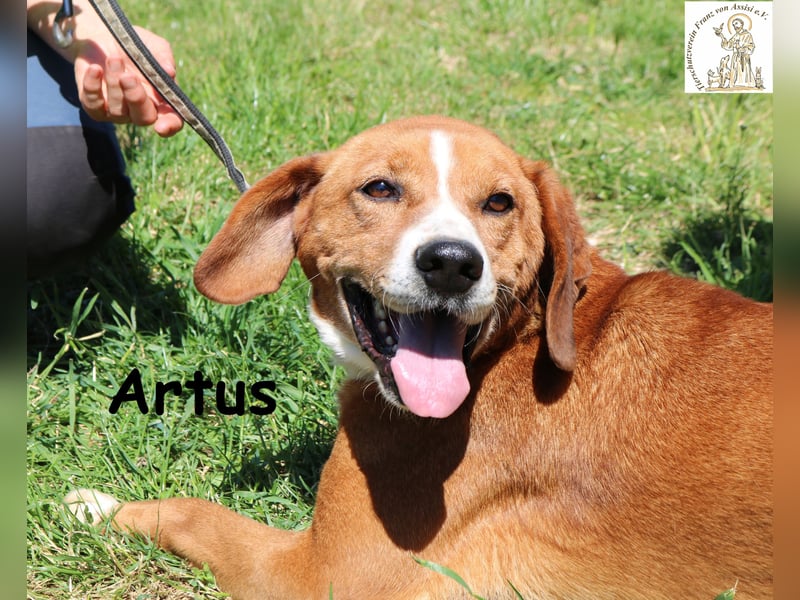 Artus - cooler, hübscher Rüde hält Ausschau nach seinen Menschen