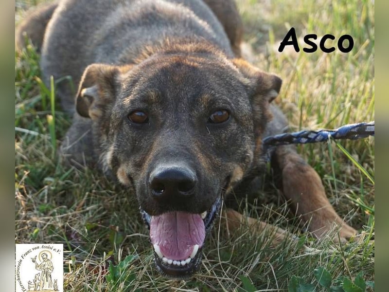 Asco – Vier Pfoten und ein Traum – ein Zuhause!