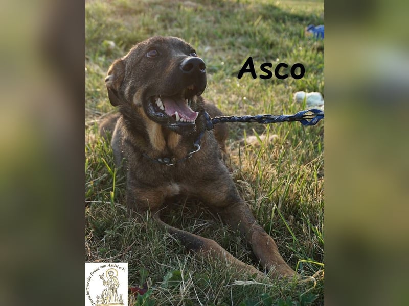 Asco – Vier Pfoten und ein Traum – ein Zuhause!