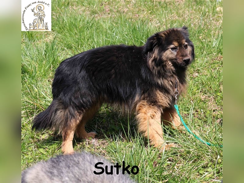 Sutko - kuscheliger vorsichtiger Schatz