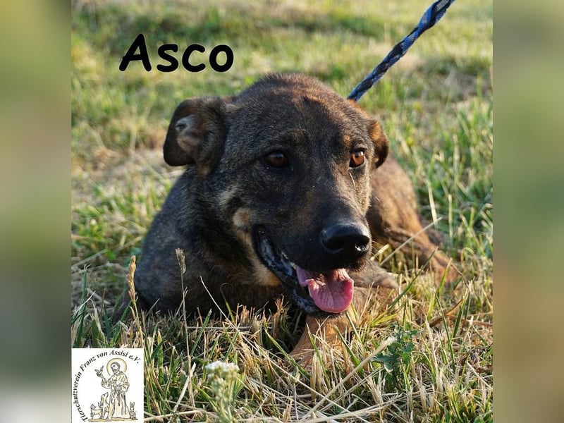Asco – Vier Pfoten und ein Traum – ein Zuhause!