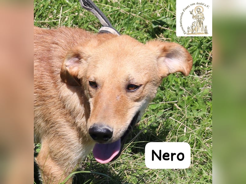 Nero – Klein genug zum Kuscheln, groß genug fürs Abenteuer!